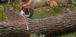 Best Palm Tree Trimming  in Laurel Hollow, NY