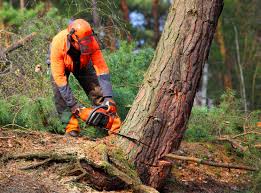 Best Tree Mulching  in Laurel Hollow, NY