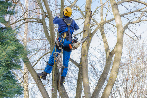 Best Hazardous Tree Removal  in Laurel Hollow, NY