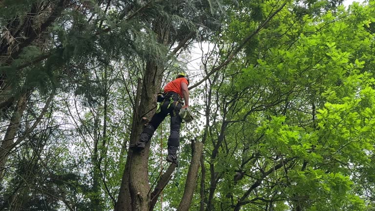 Best Lawn Pest Prevention  in Laurel Hollow, NY