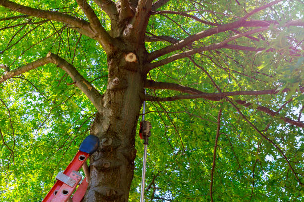 Laurel Hollow, NY Tree Services Company